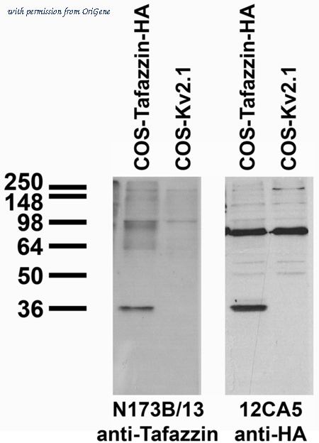 OriGene 73-197 image 1