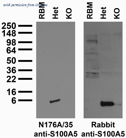OriGene 73-199 image 1