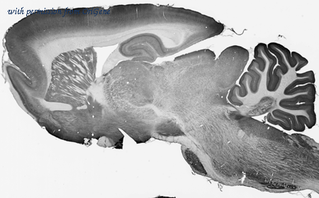 OriGene 73-201 image 1