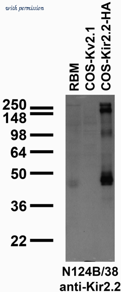 OriGene 73-203 image 1