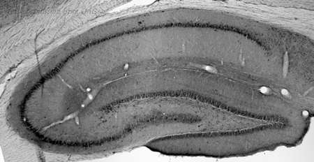 OriGene 73-204 image 1