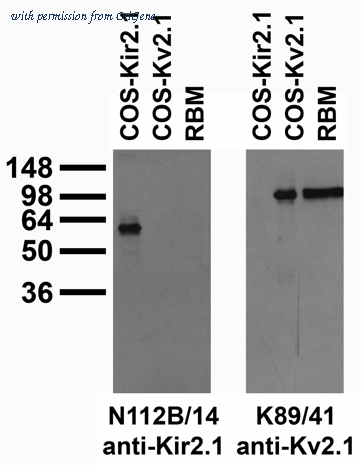 OriGene 73-210 image 1