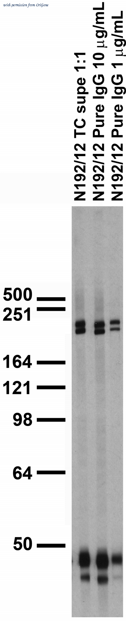 OriGene 73-211 image 1