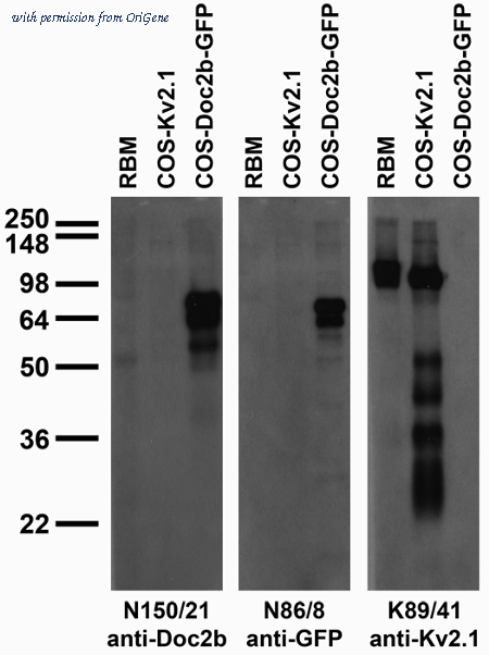 OriGene 73-214 image 1