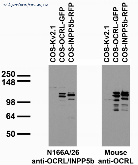 OriGene 73-215 image 1