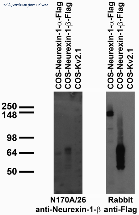 OriGene 73-217 image 1