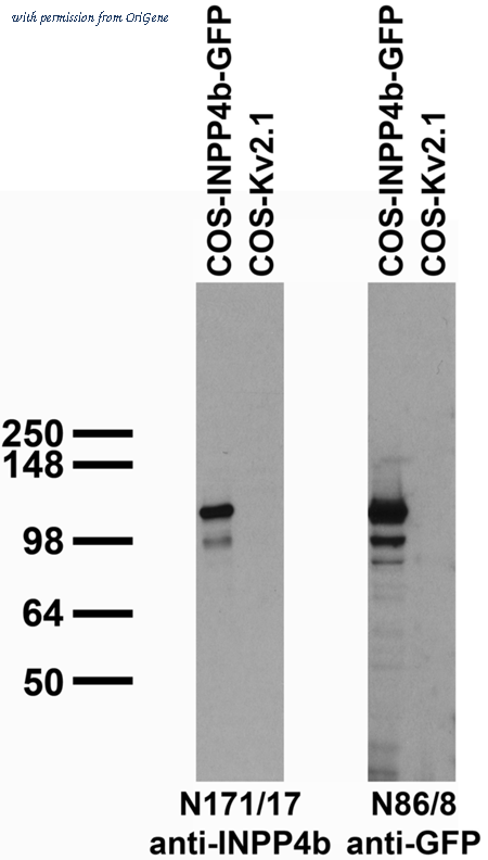 OriGene 73-218 image 1