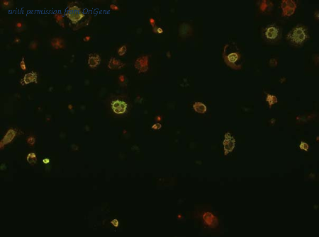 OriGene 73-225 image 1