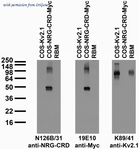 OriGene 73-226 image 1
