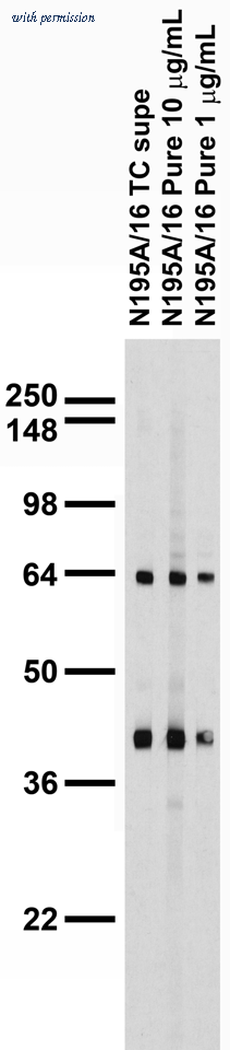 OriGene 73-232 image 1