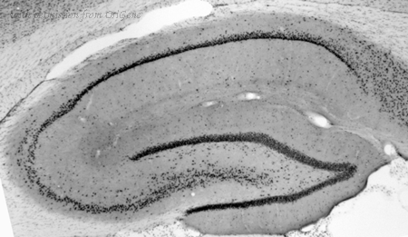 OriGene 73-234 image 1
