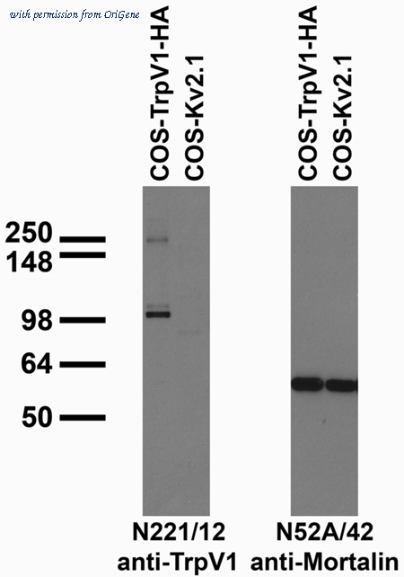 OriGene 73-255 image 1