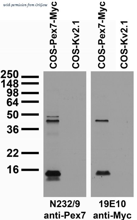 OriGene 73-256 image 1