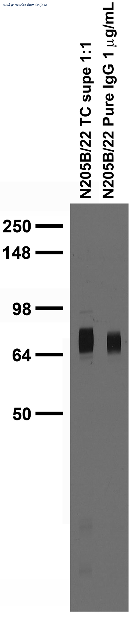 OriGene 73-261 image 1