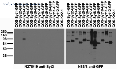OriGene 73-269 image 1