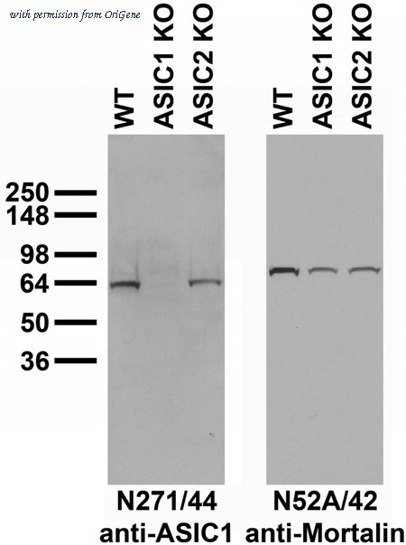 OriGene 73-277 image 1