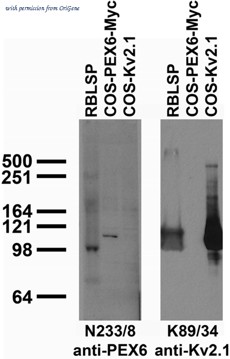 OriGene 73-285 image 1