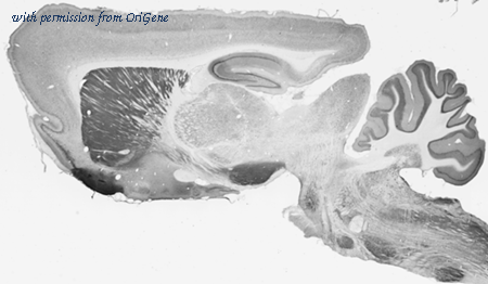 OriGene 73-286 image 1
