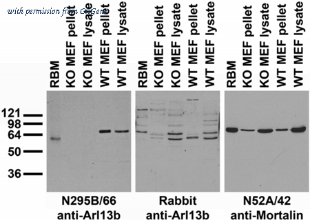 OriGene 73-287 image 1