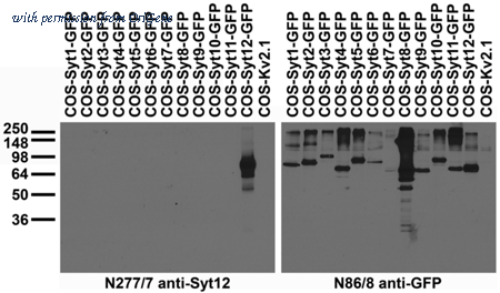 OriGene 73-304 image 1