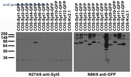 OriGene 73-305 image 1