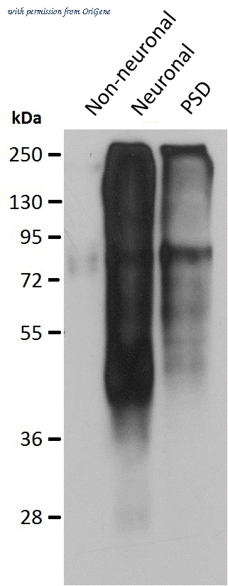 OriGene 73-312 image 1