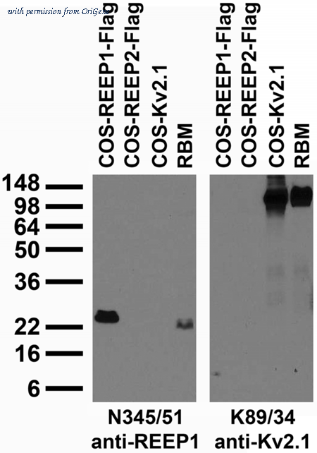 OriGene 73-313 image 1