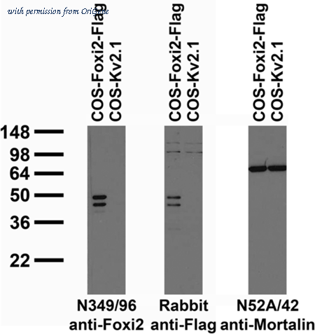 OriGene 73-326 image 1