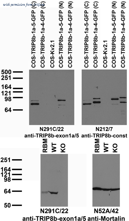 OriGene 73-334 image 1