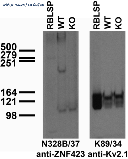 OriGene 73-336 image 1