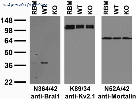 OriGene 73-340 image 1