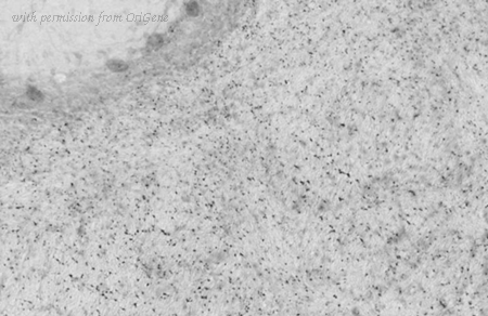 OriGene 73-341 image 1