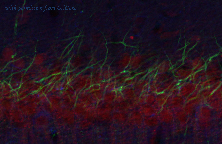 OriGene 73-342 image 1
