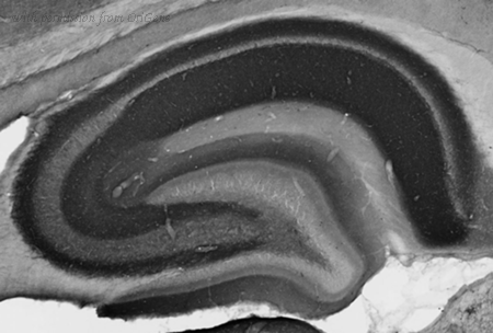 OriGene 73-343 image 1