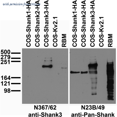 OriGene 73-344 image 1