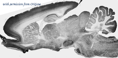 OriGene 73-358 image 1