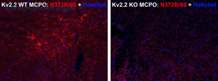 OriGene 73-360 image 1