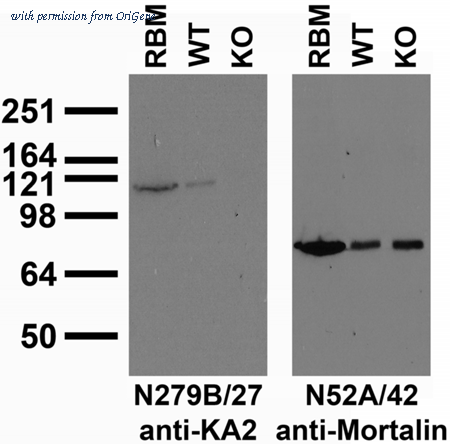 OriGene 73-362 image 1