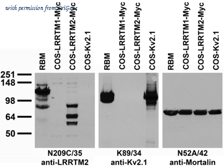 OriGene 73-364 image 1