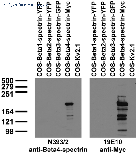 OriGene 73-376 image 1