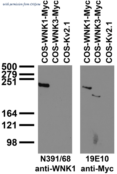 OriGene 73-378 image 1
