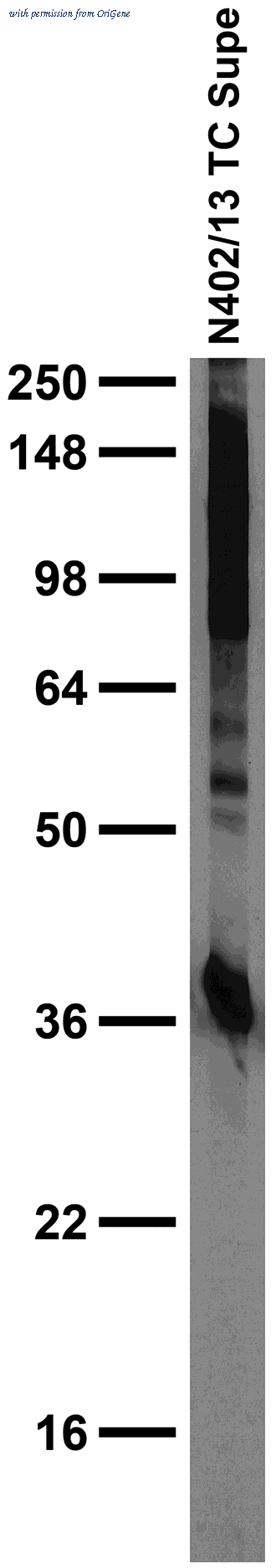 OriGene 73-386 image 1
