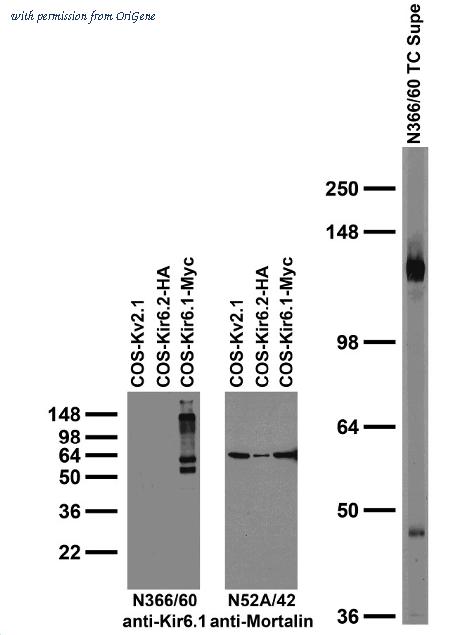 OriGene 73-394 image 1