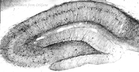 OriGene 75-003 image 1