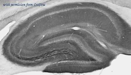 OriGene 75-024 image 1