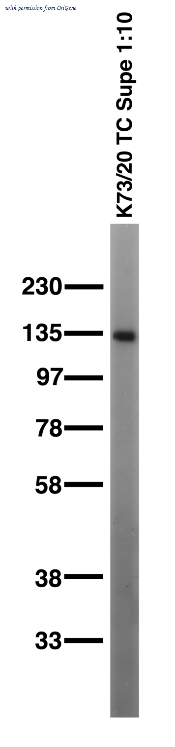 OriGene 75-038 image 1