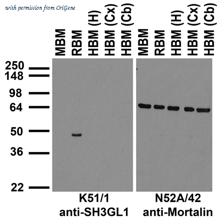 OriGene 75-049 image 1