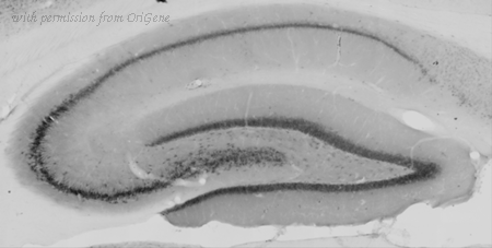 OriGene 75-063 image 1