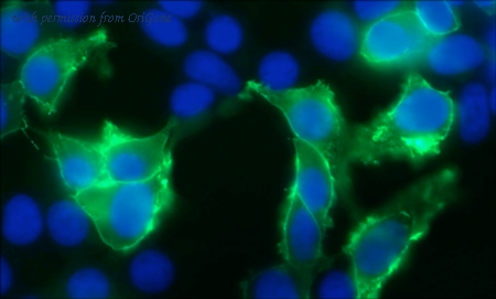 OriGene 75-070 image 1