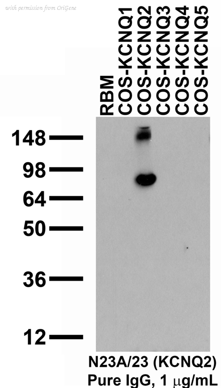 OriGene 75-079 image 1